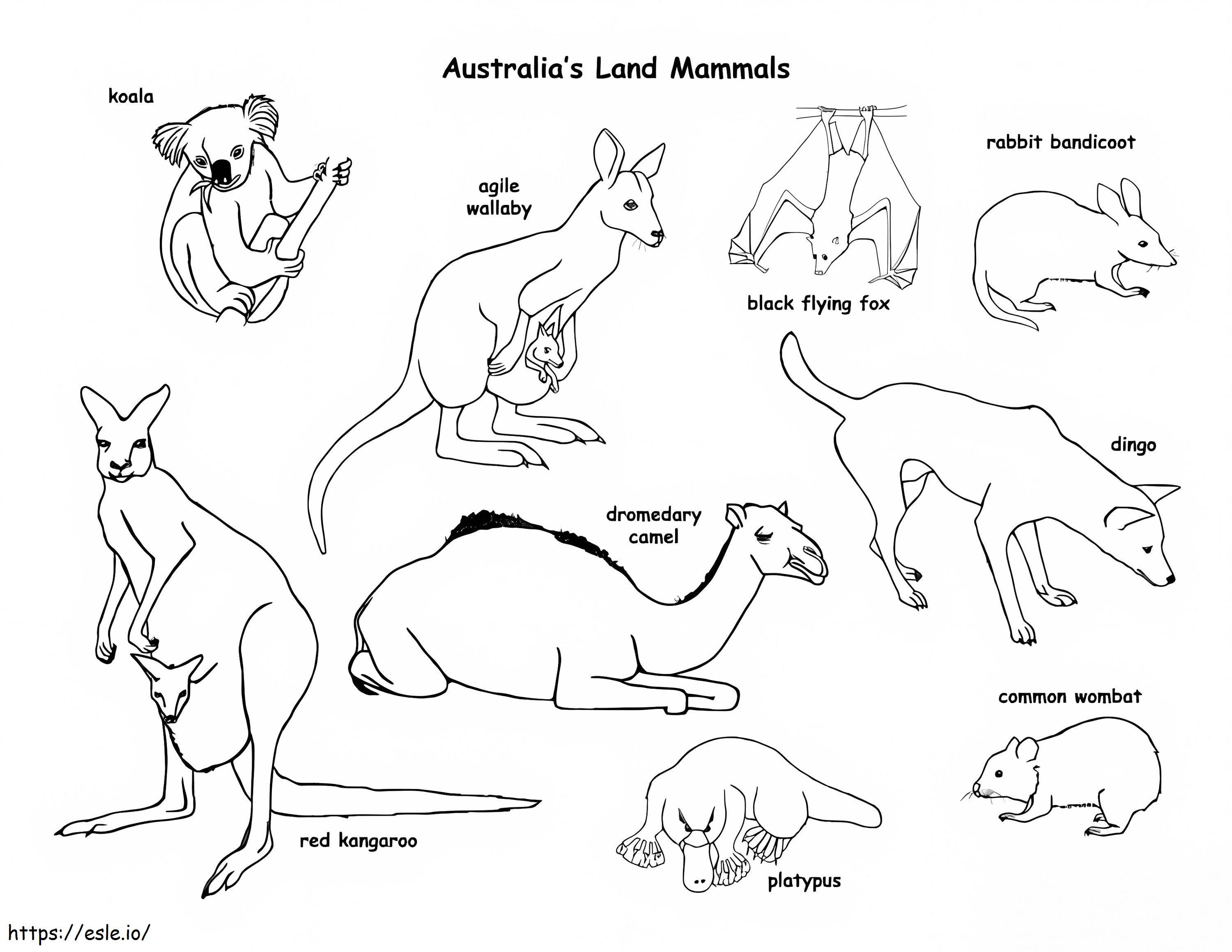 Animali australiani da colorare