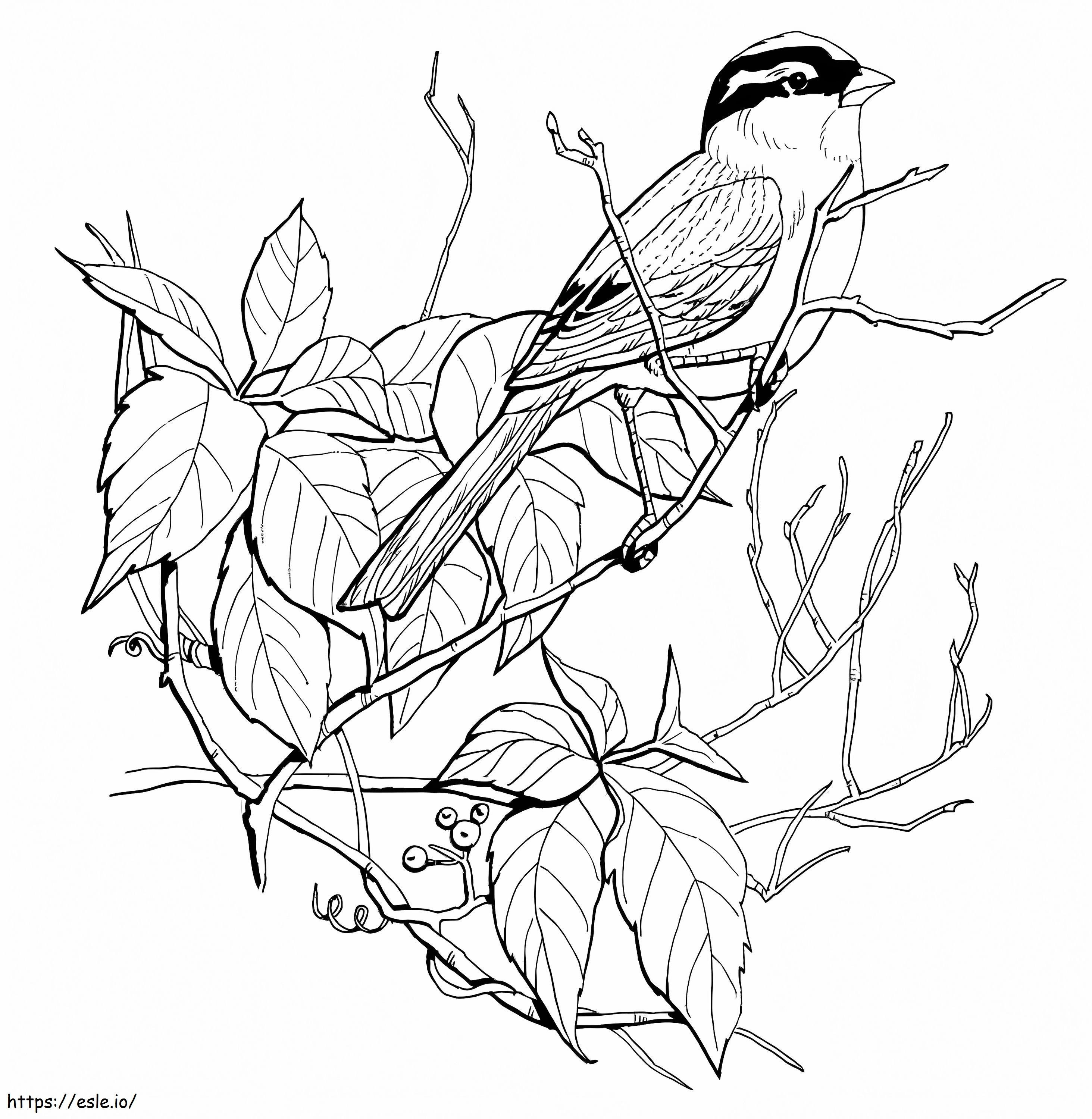 Vrabie într-un copac de colorat