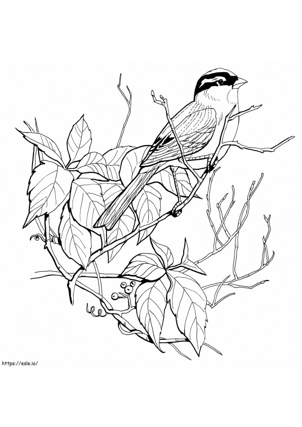 Sparrow In A Tree coloring page
