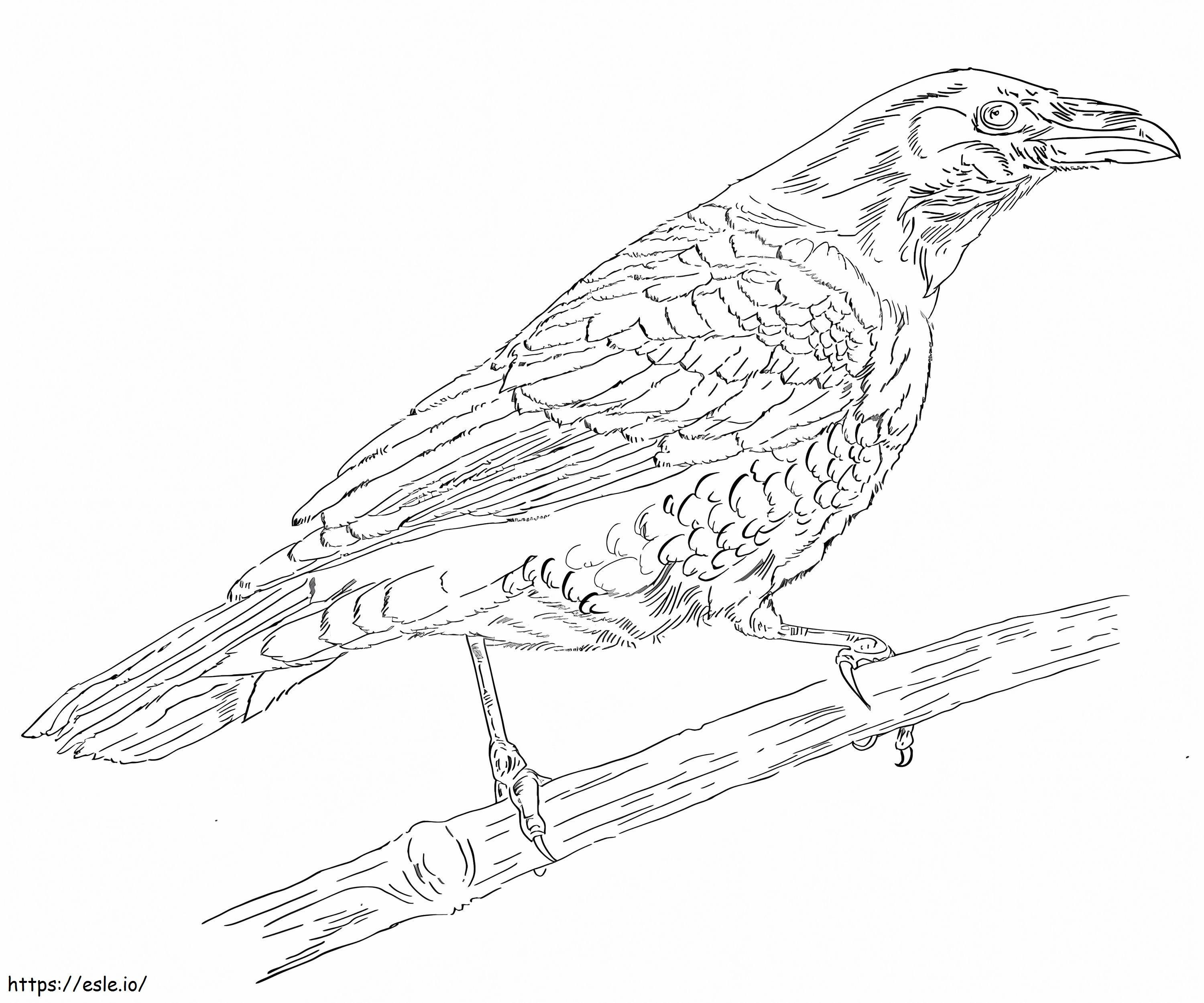 Chihuahuan Raven coloring page