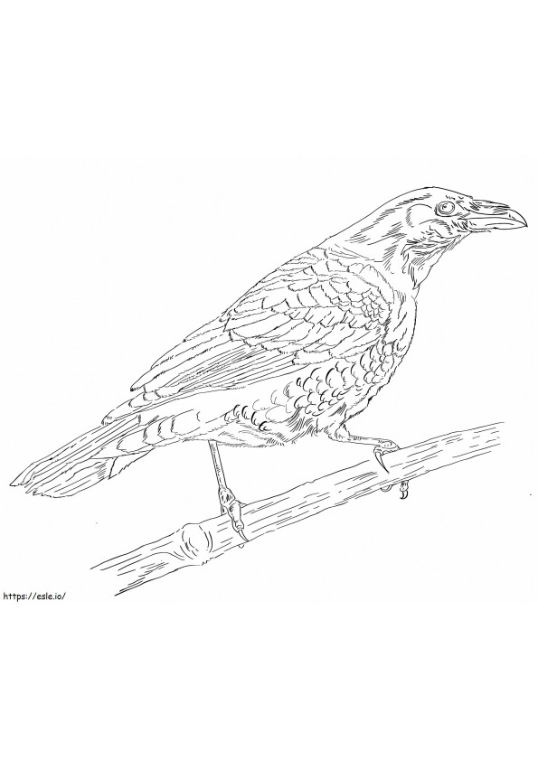 Chihuahuan Raven coloring page