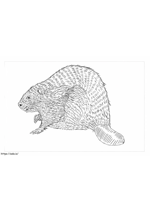 Eurasian Beaver coloring page