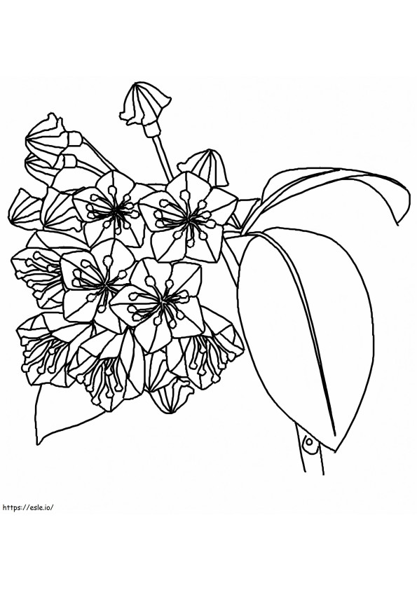 Mountain Laurel coloring page