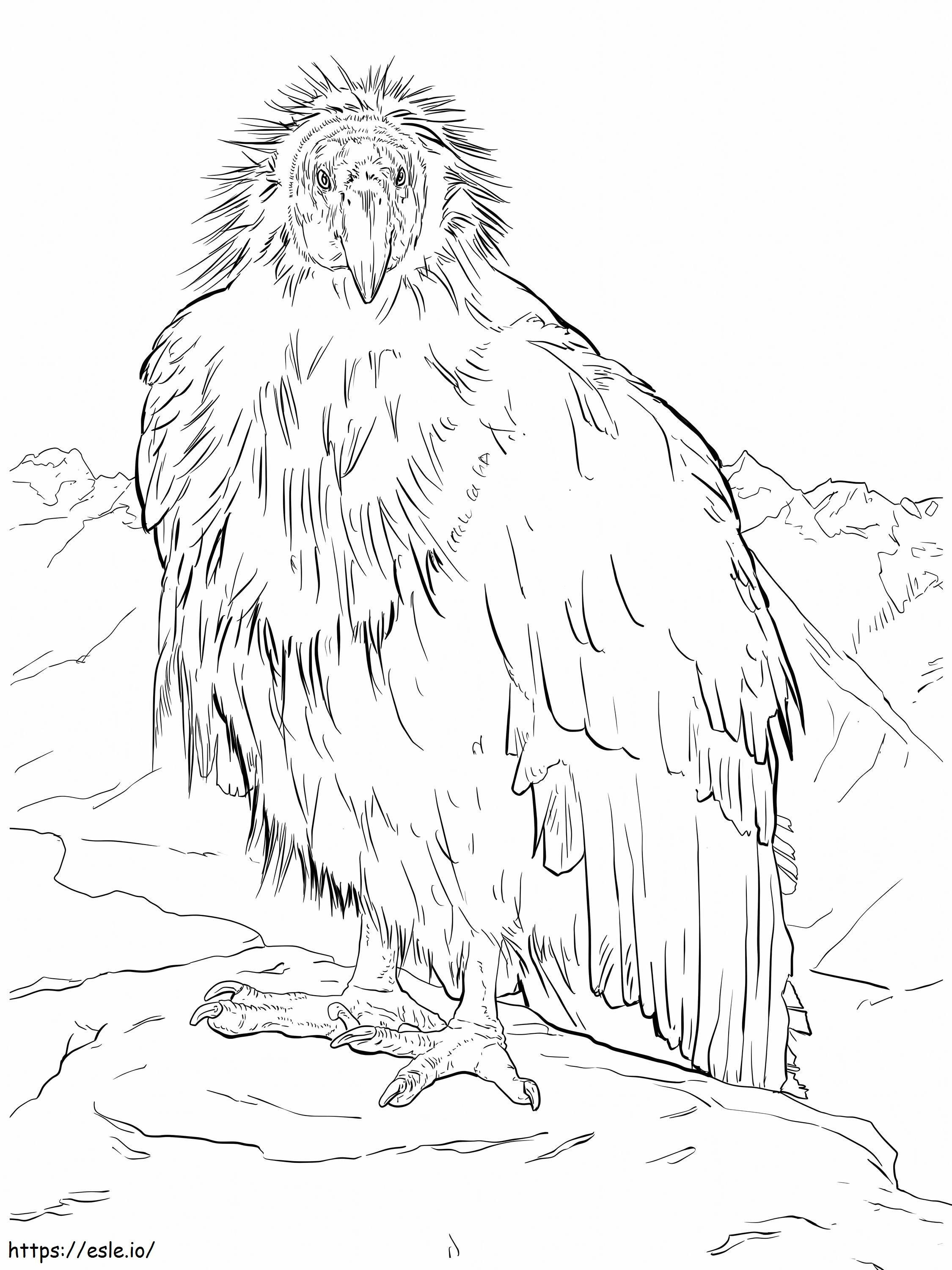 Condor proaspăt de colorat
