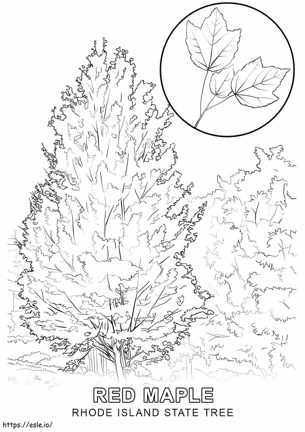 Rhode Island Red Maple coloring page
