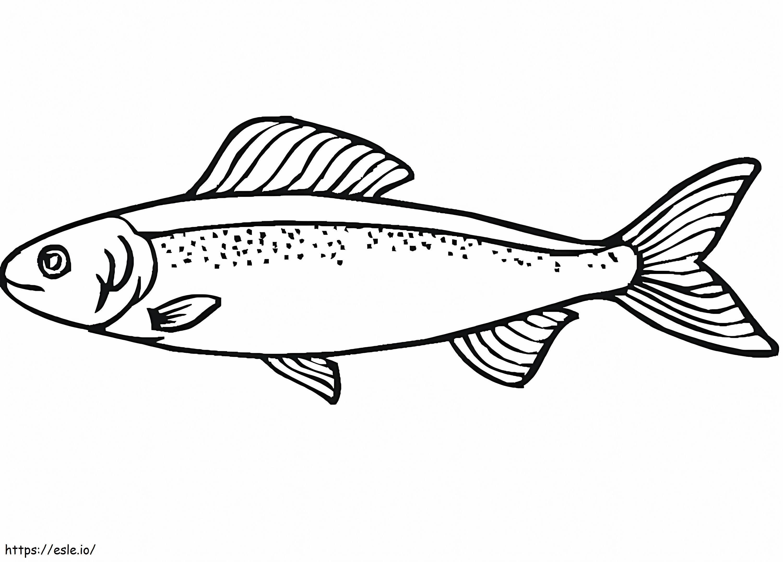 Salmon Untuk Anak-Anak Gambar Mewarnai