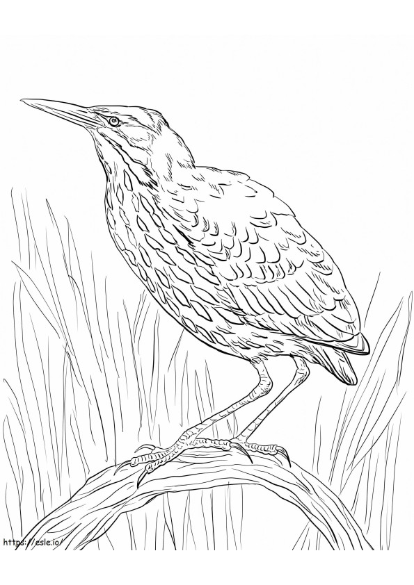 American Bittern coloring page