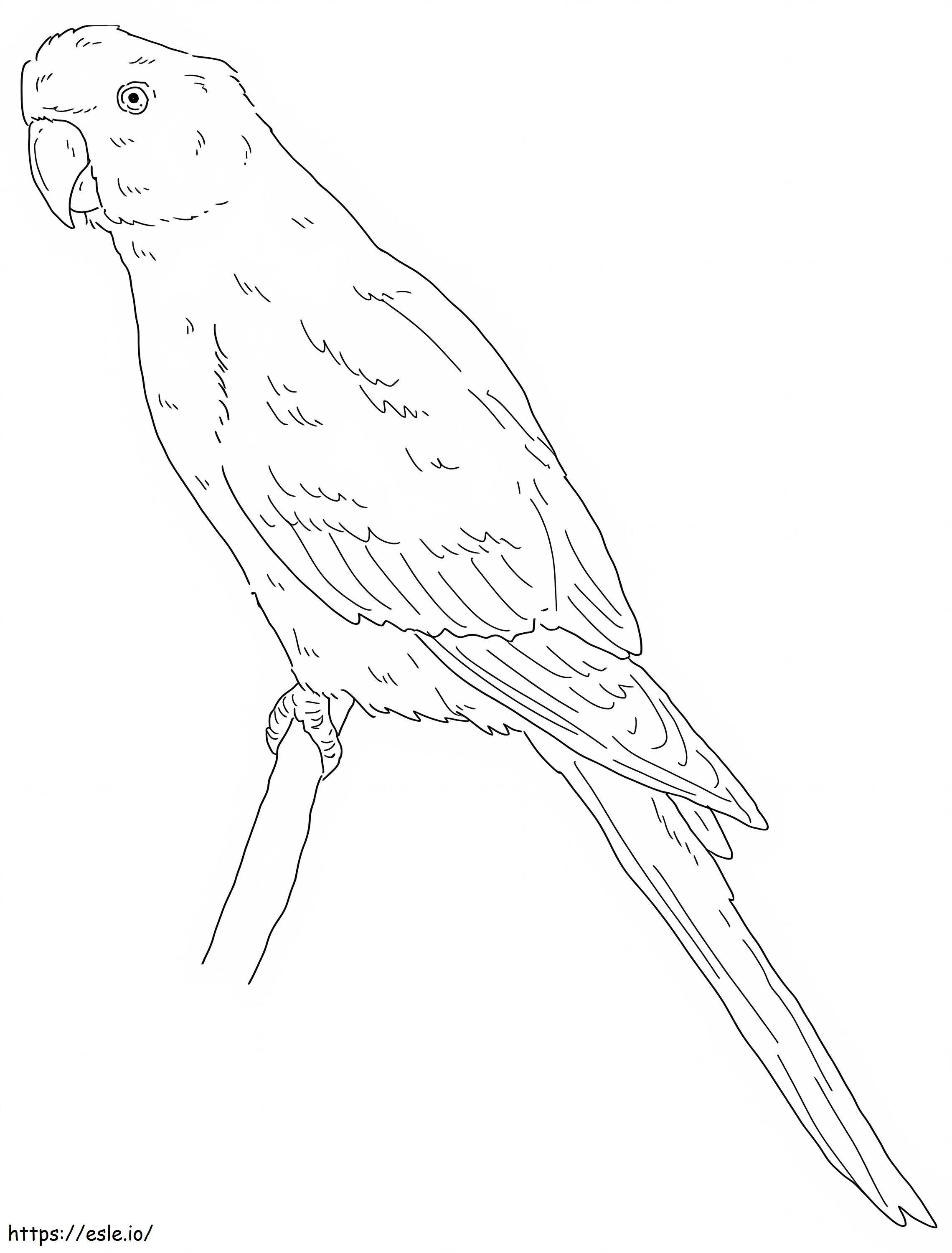 Seychelles Parakeet coloring page