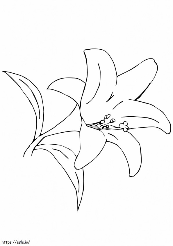 1526979369 Desert Lily A4 coloring page