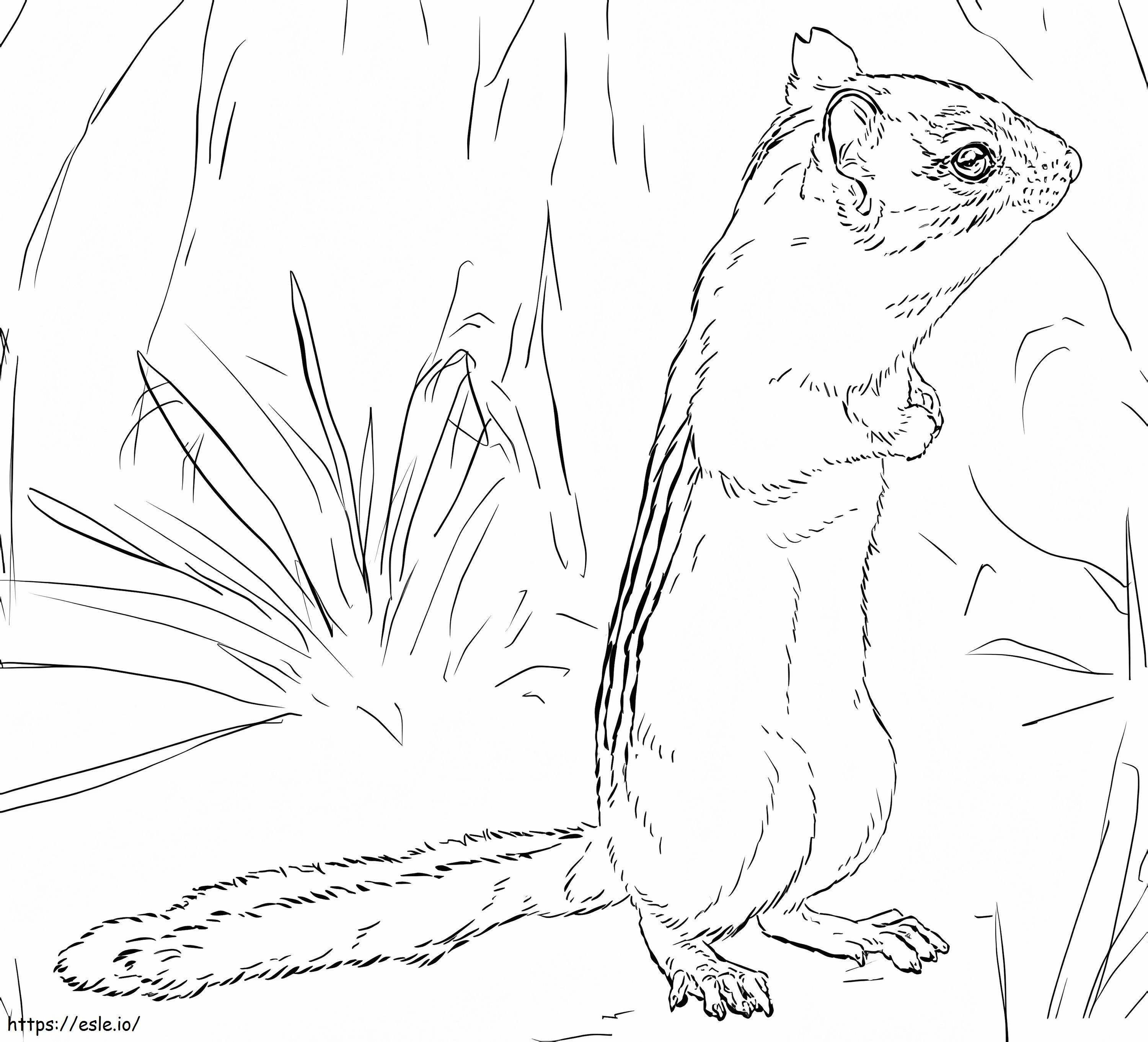 Chipmunk On Ground coloring page