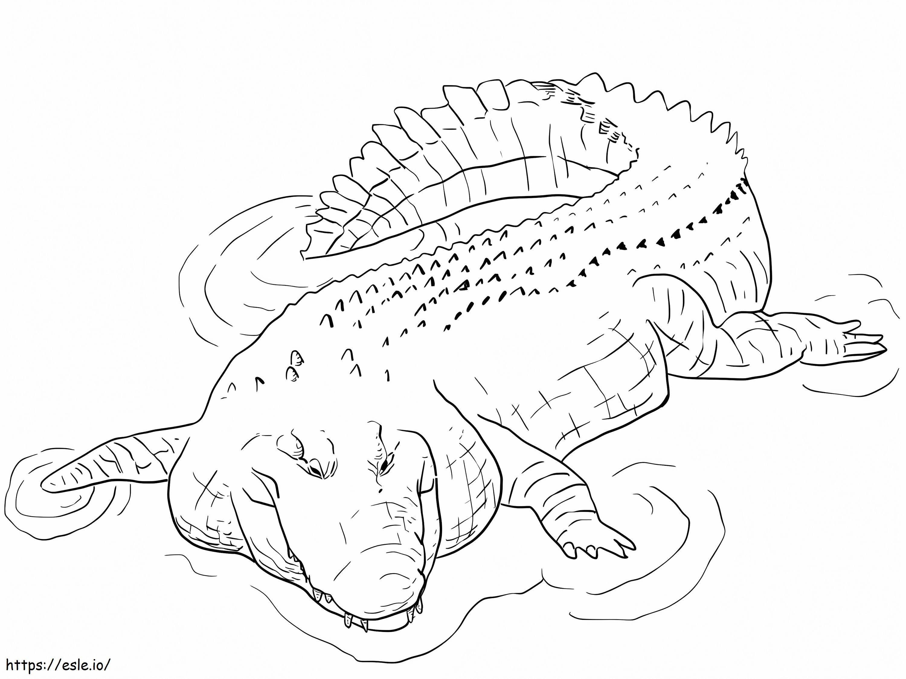 Coloriage Crocodile d'eau salée imprimable à imprimer dessin