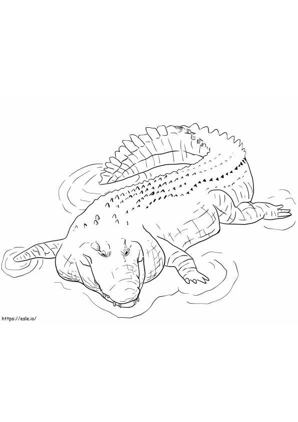 Krokodyl słonowodny do druku kolorowanka