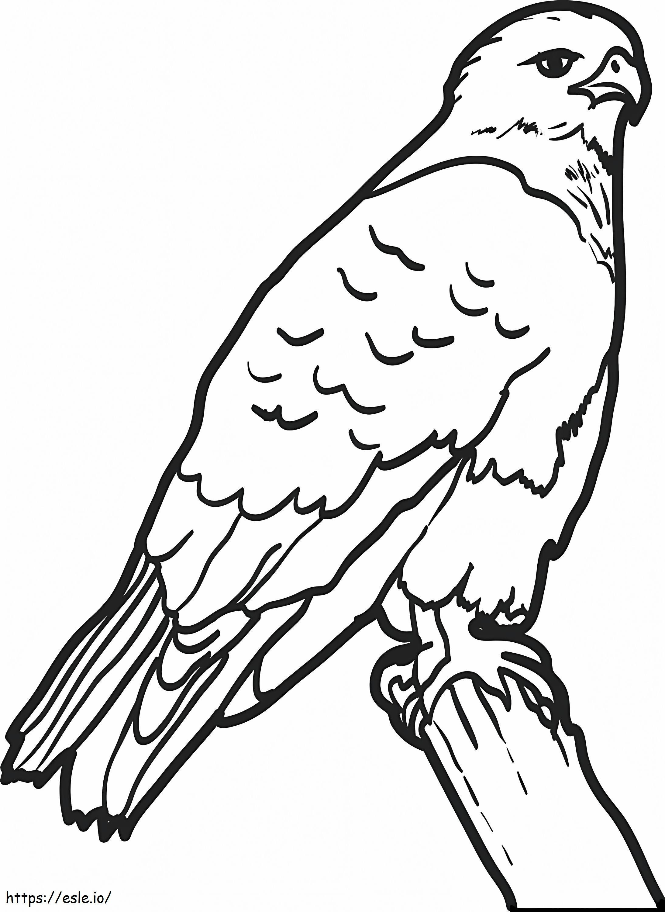 Hawk On A Branch coloring page