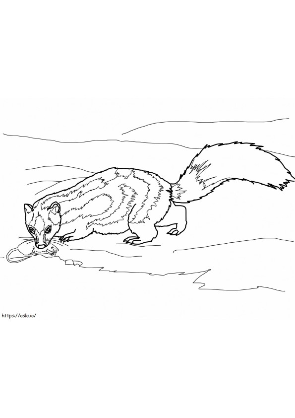 Spotted Skunk coloring page