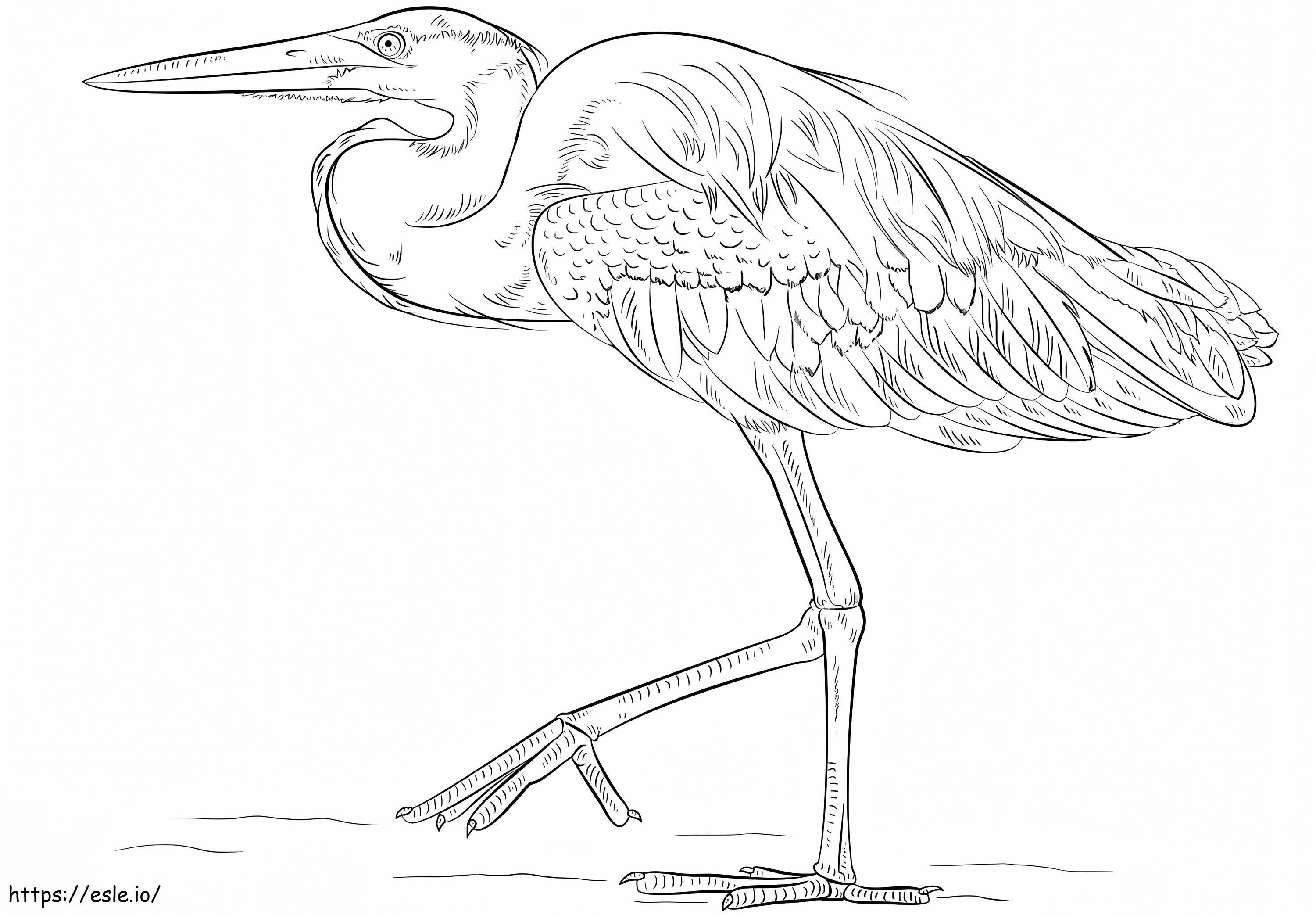 Great Blue Heron 2 coloring page