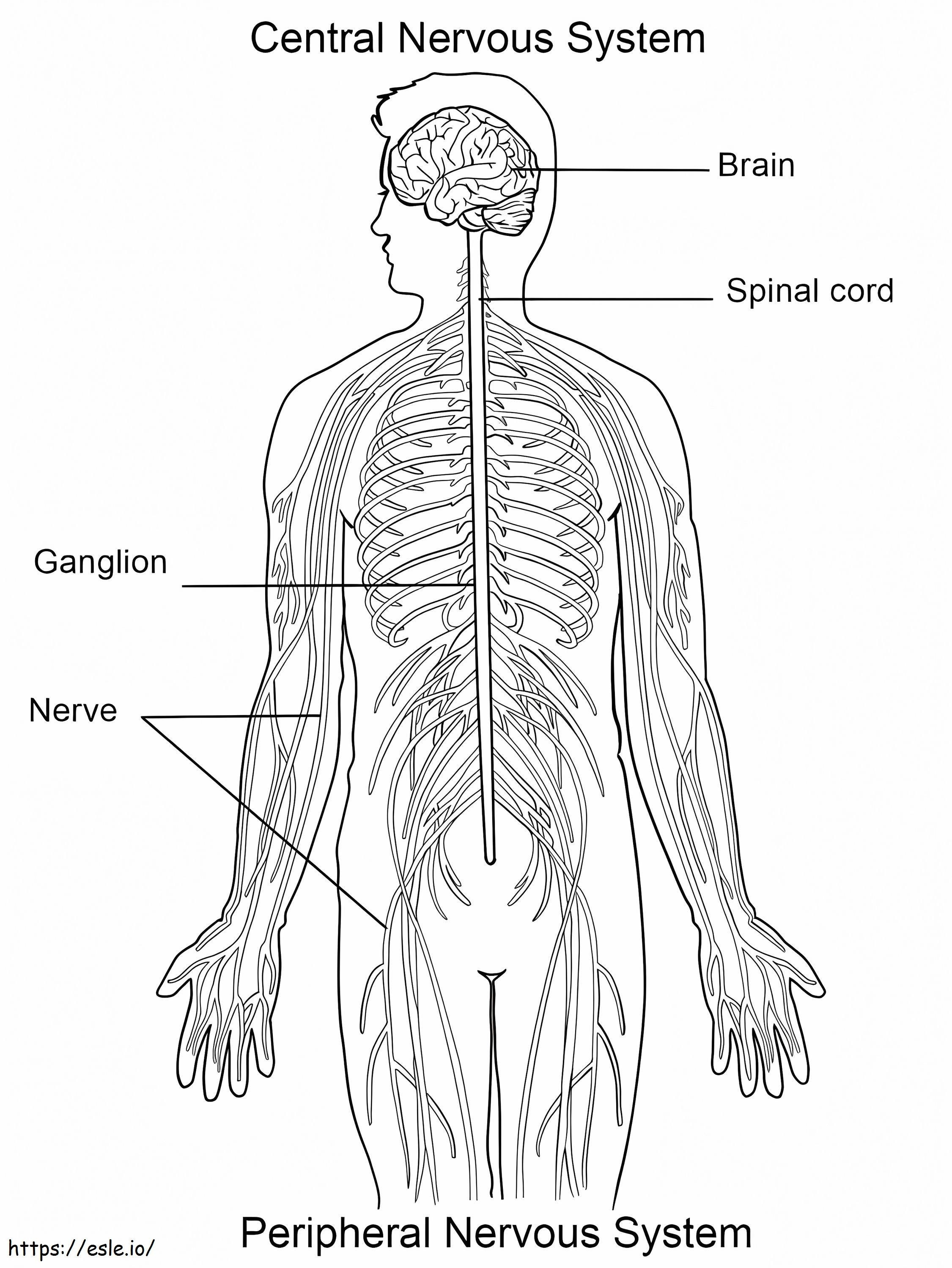 Sistem saraf Gambar Mewarnai