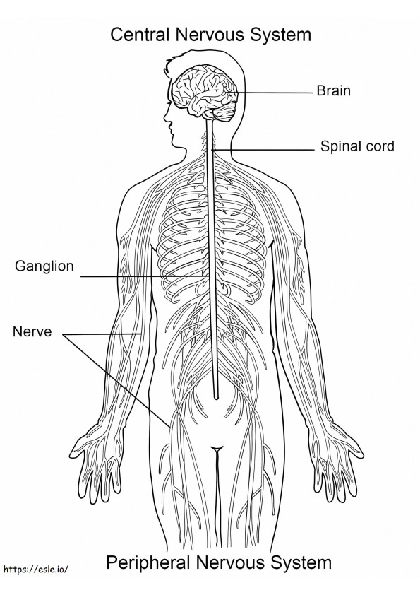 System nerwowy kolorowanka