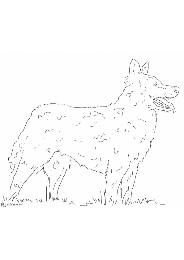 Hırvat Çoban Köpeği boyama