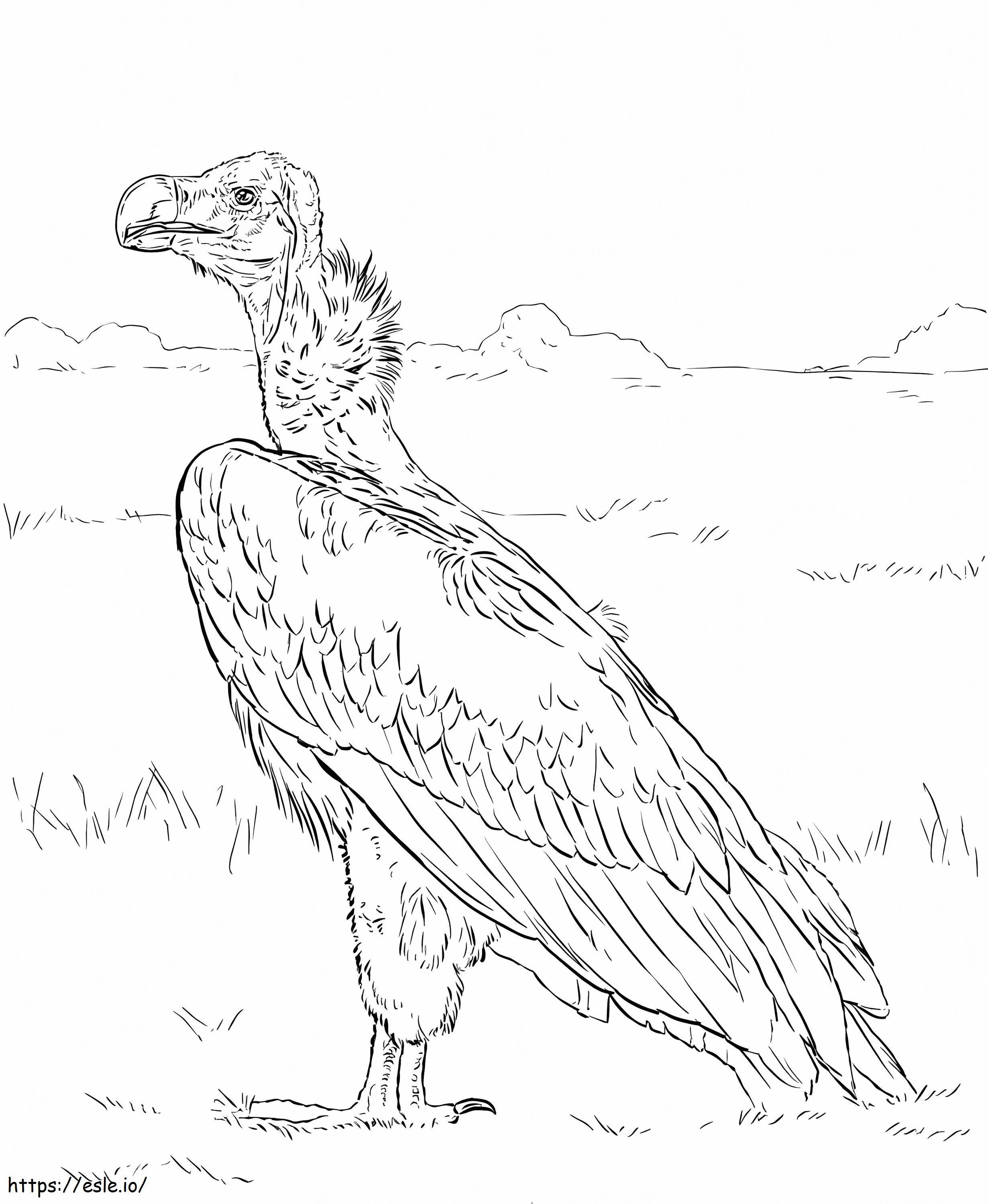 Avvoltoio dalla faccia di lappetta da colorare