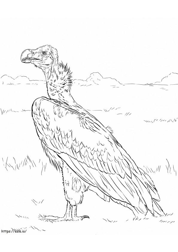 Avvoltoio dalla faccia di lappetta da colorare