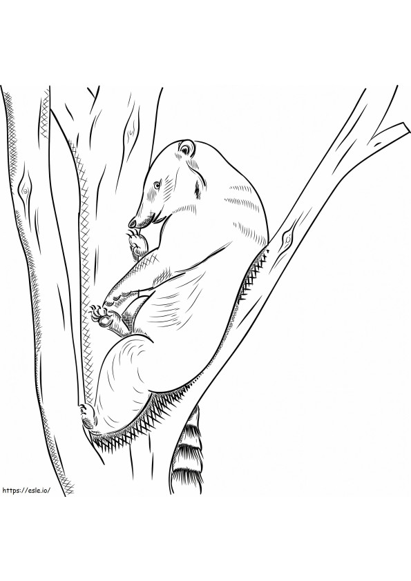 Coati On A Tree