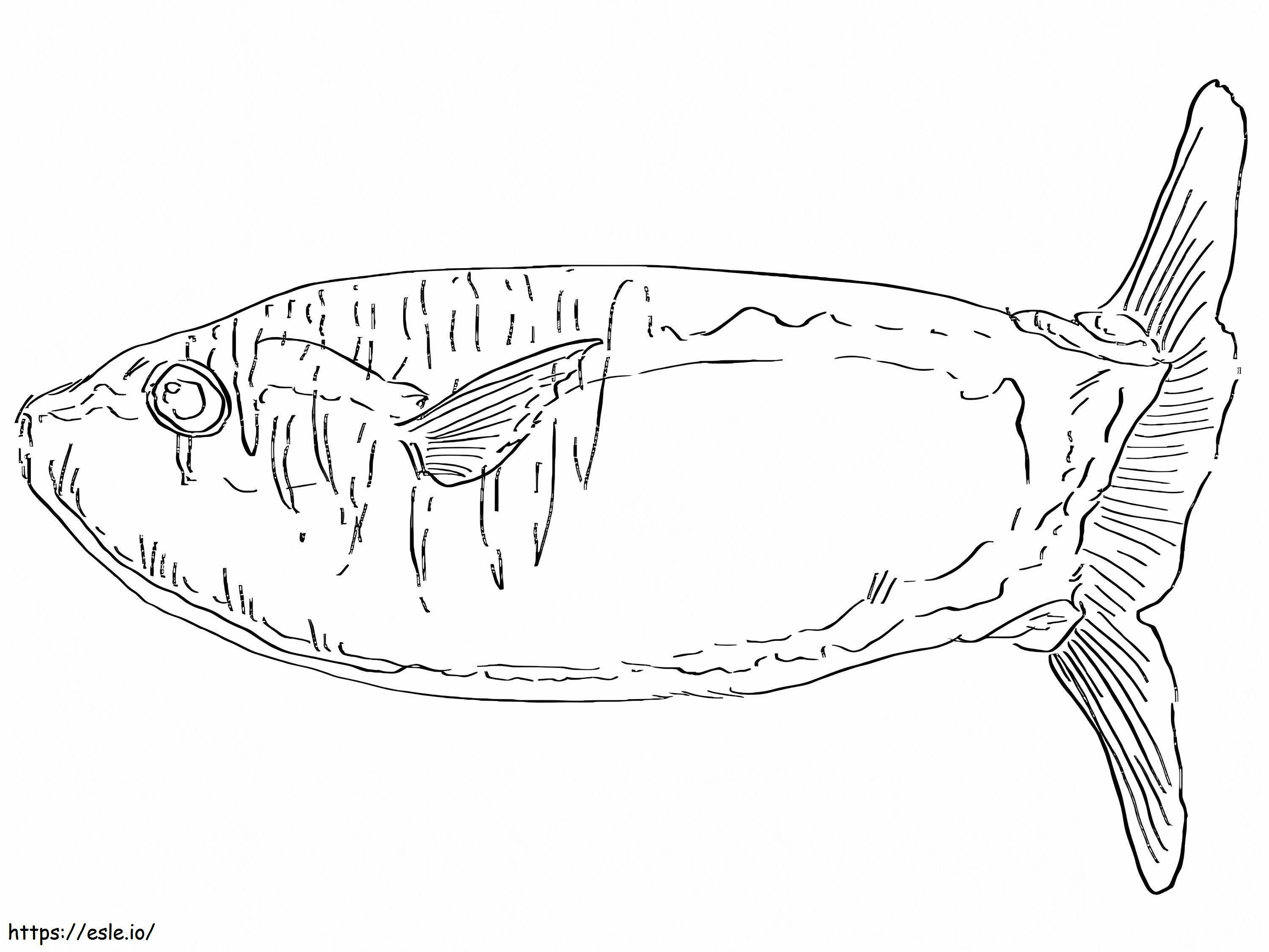 Schlanker Mondfisch ausmalbilder