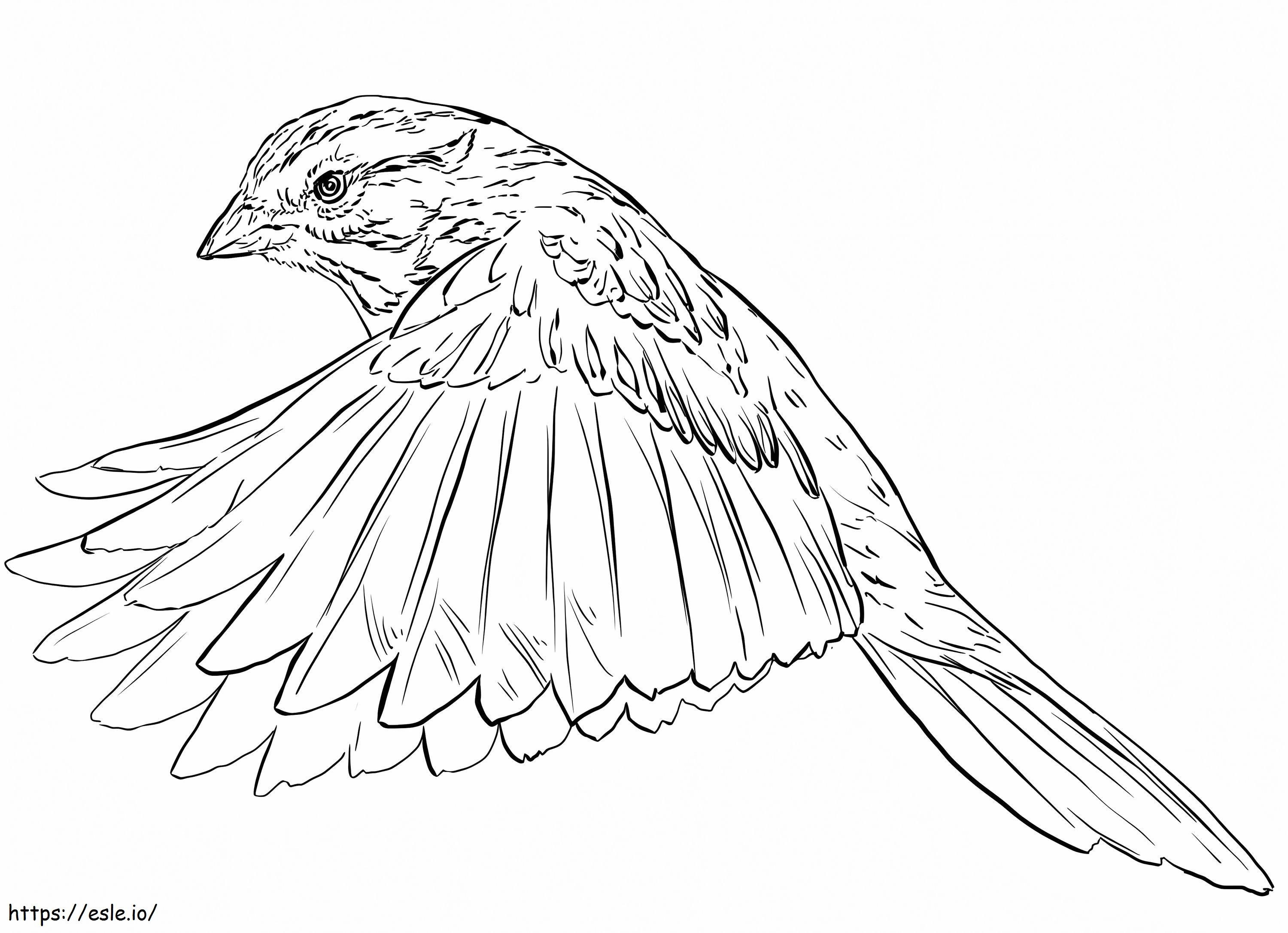 Song Sparrow Flying coloring page