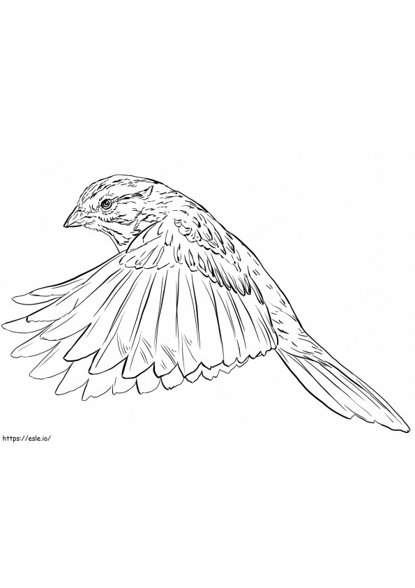 Song Sparrow Flying coloring page