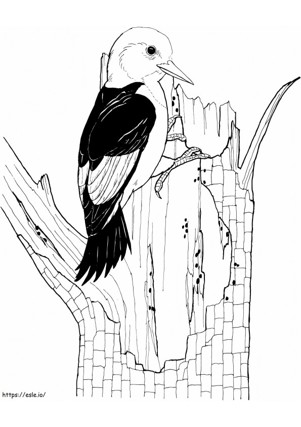 Red Headed Woodpecker coloring page