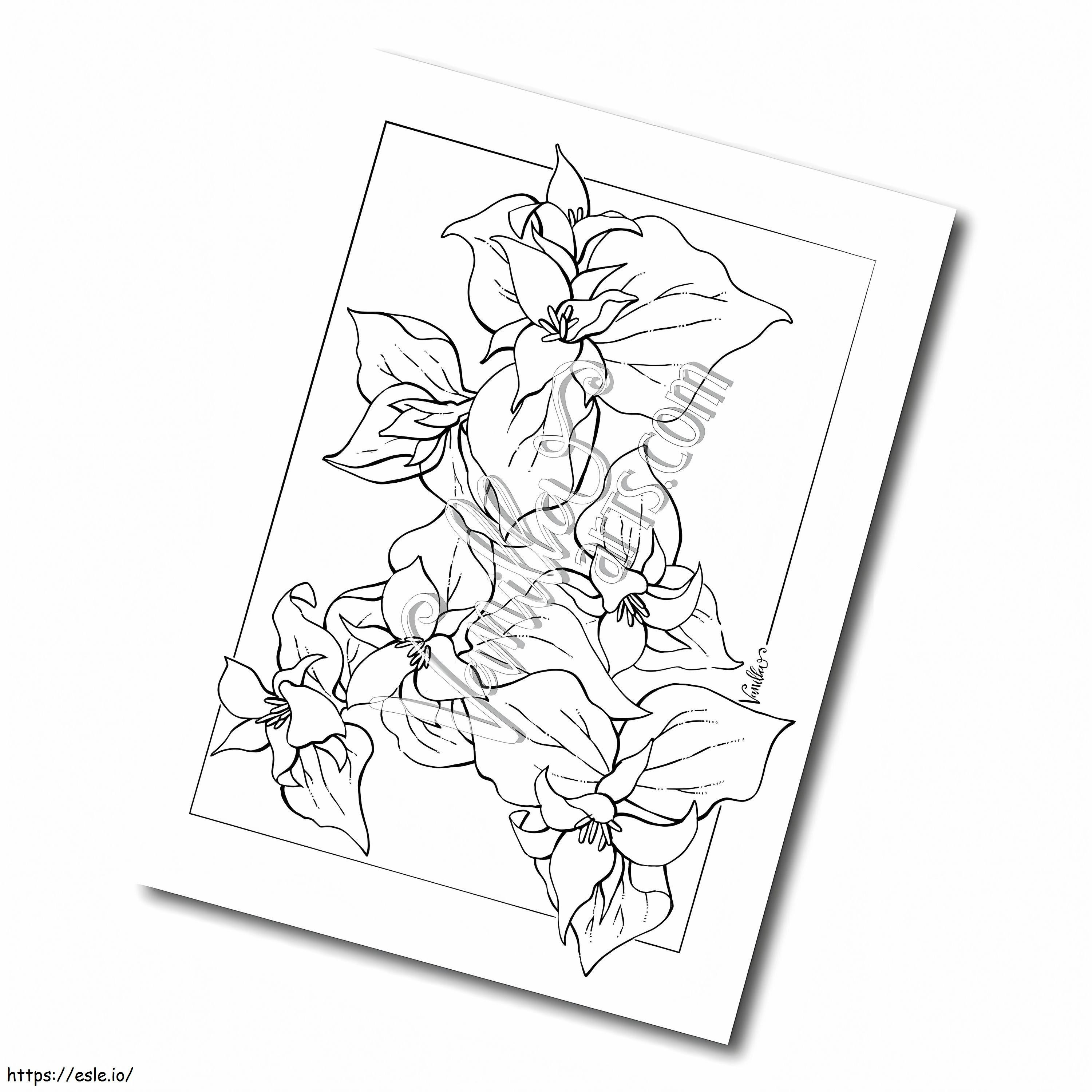 Cuadro De Flores Trillium para colorear