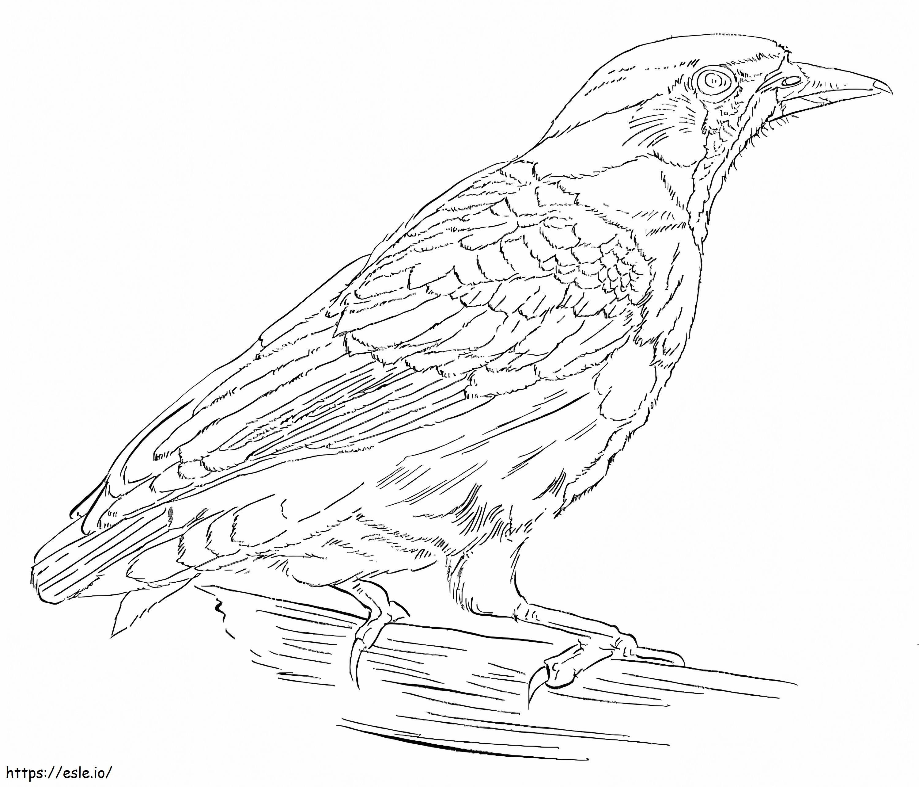 Forest Raven coloring page
