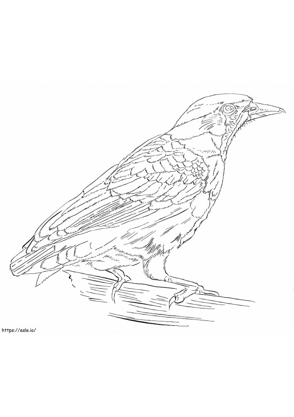 Coloriage Corbeau des forêts à imprimer dessin