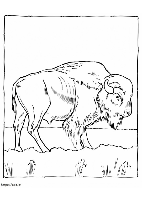 Incredible Buffalo coloring page