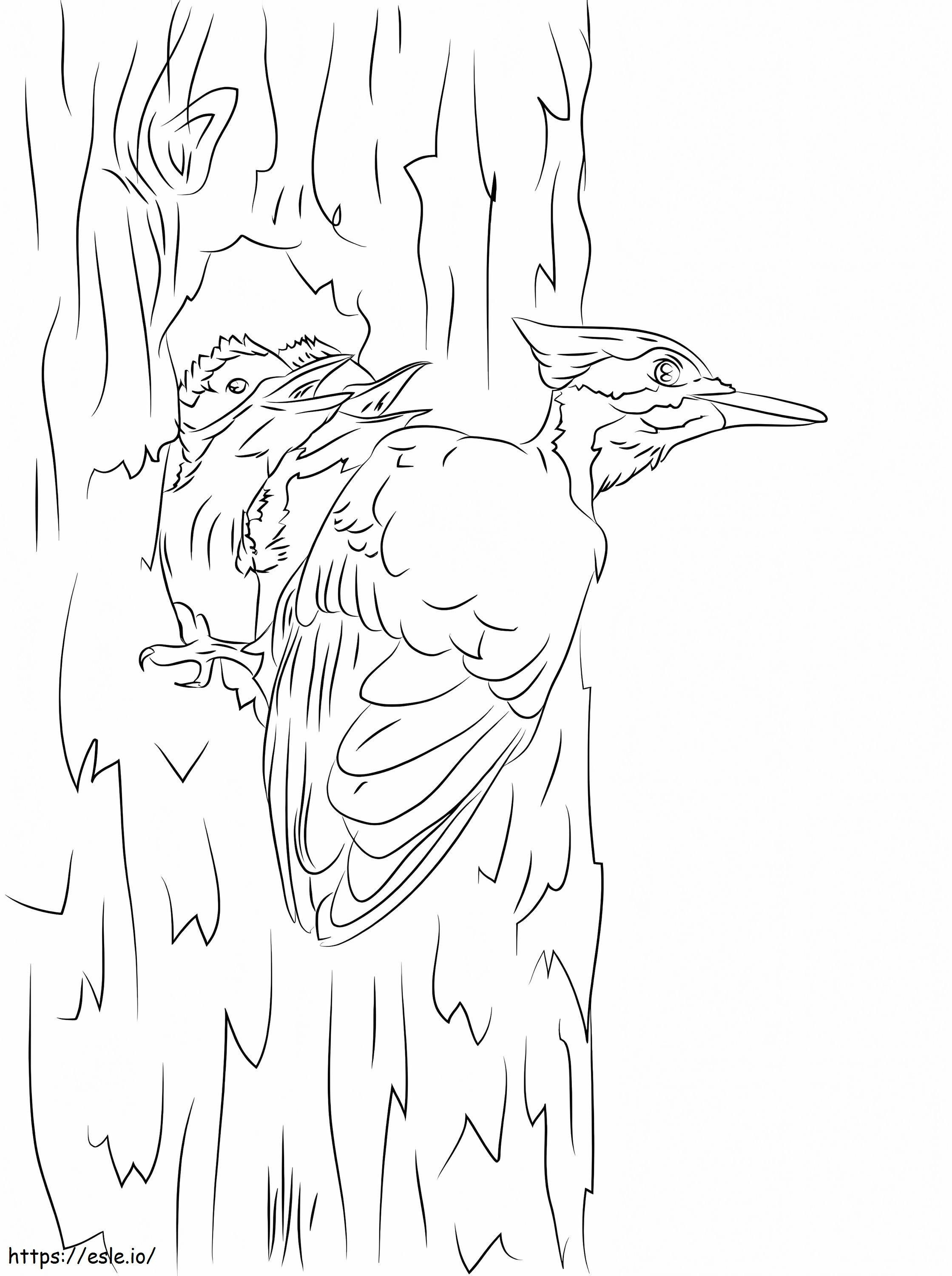 Pasăre dulgher pileată de colorat