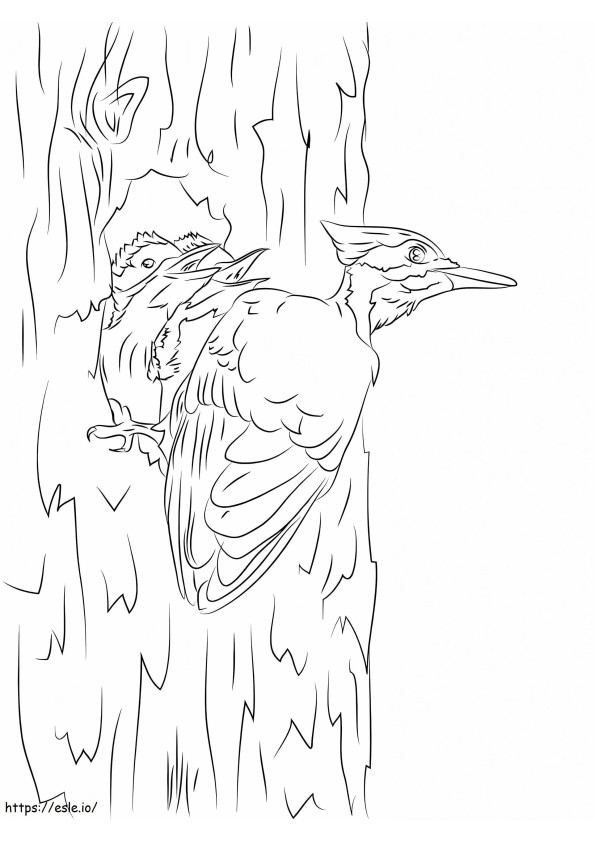 Pasăre dulgher pileată de colorat