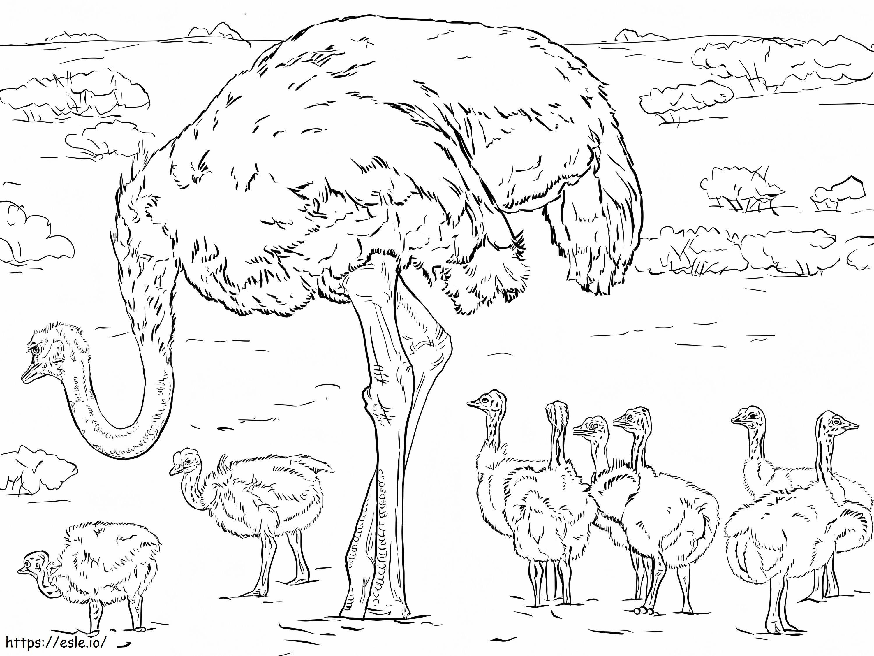 Madre y bebés avestruz para colorear