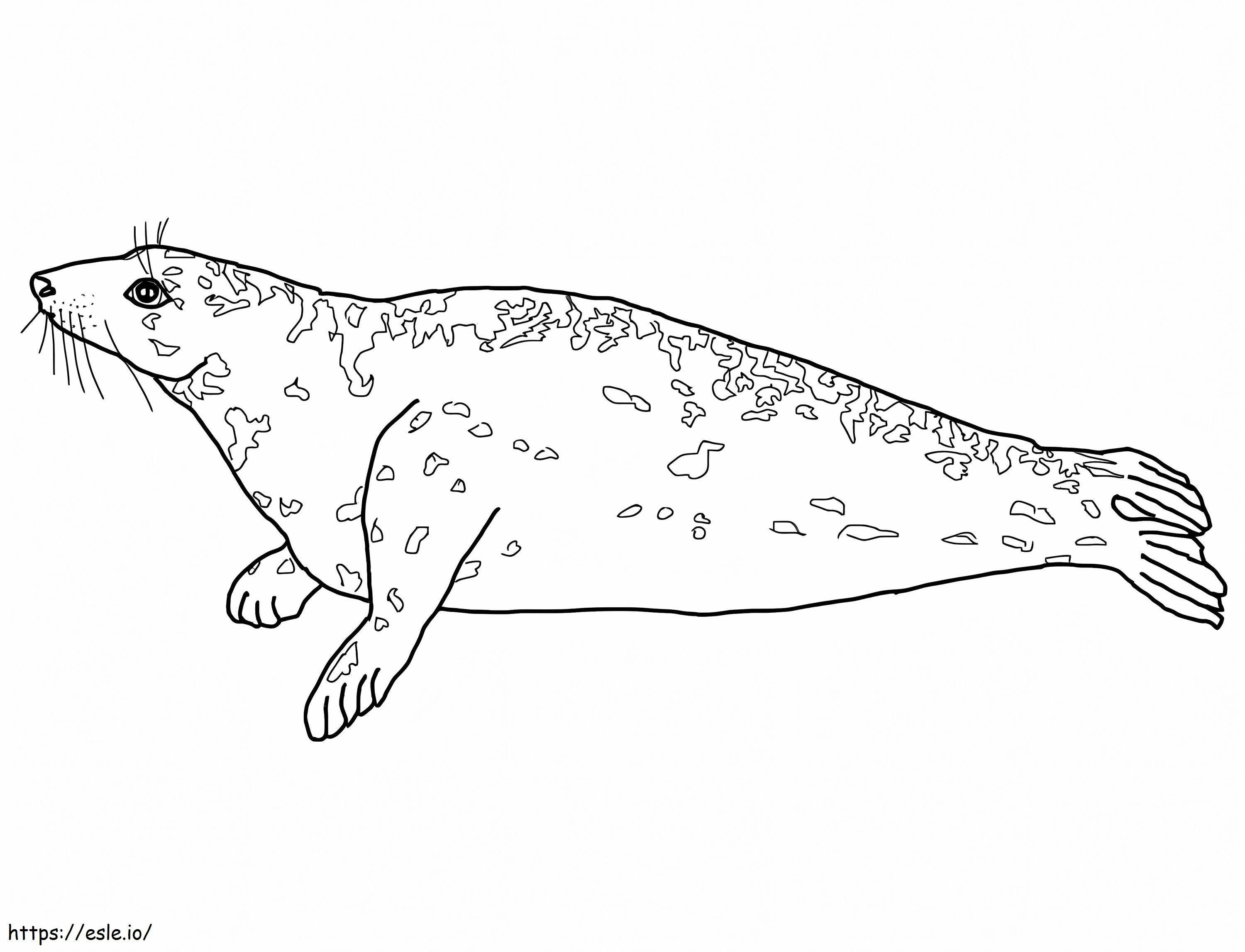 Gray Seal coloring page