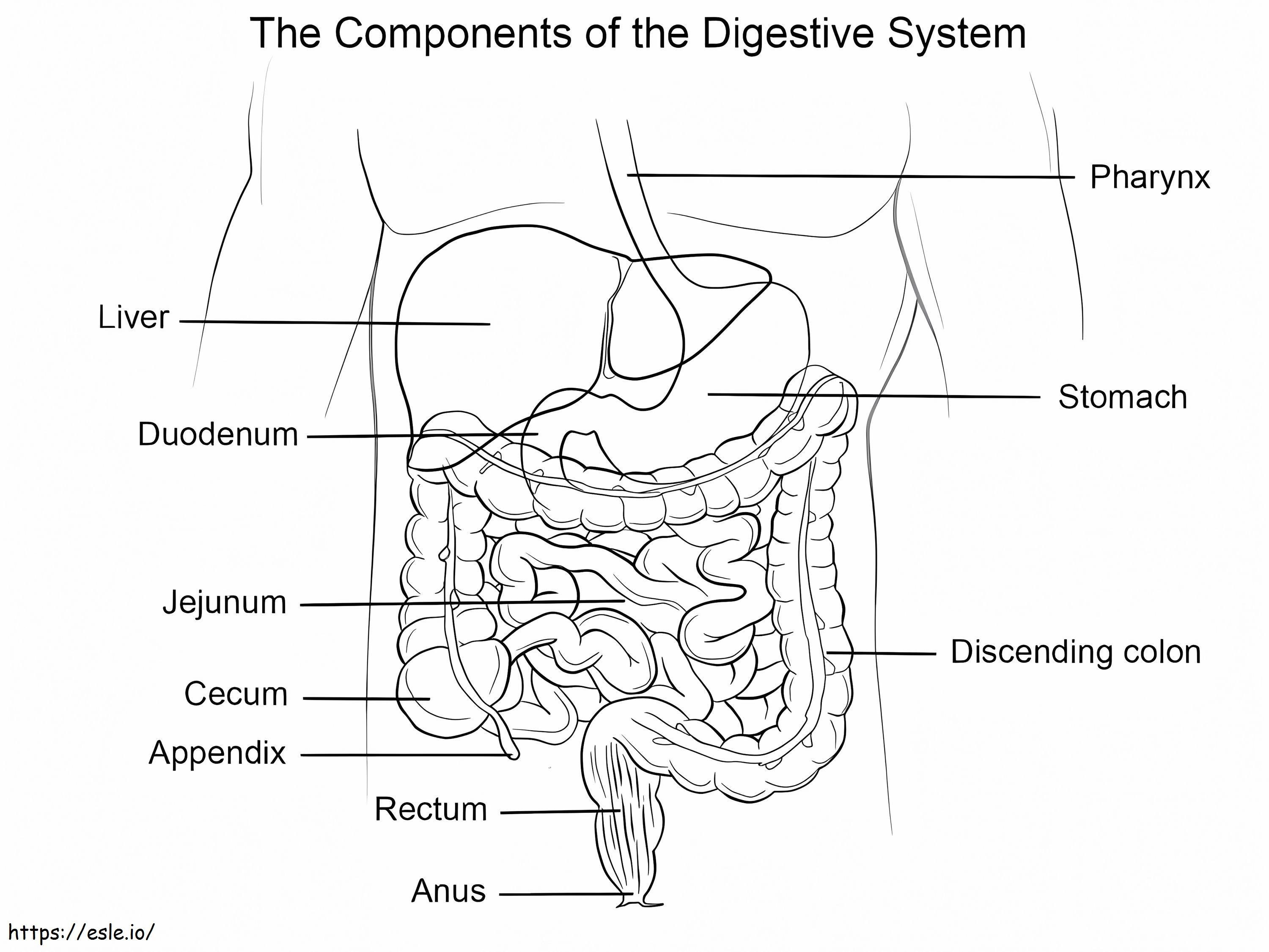 Sistema digestivo umano da colorare