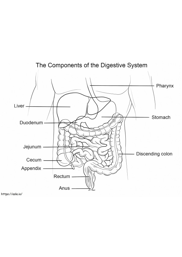 Sistemul digestiv uman de colorat