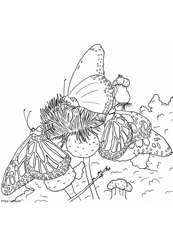 Realistic Butterflies coloring page
