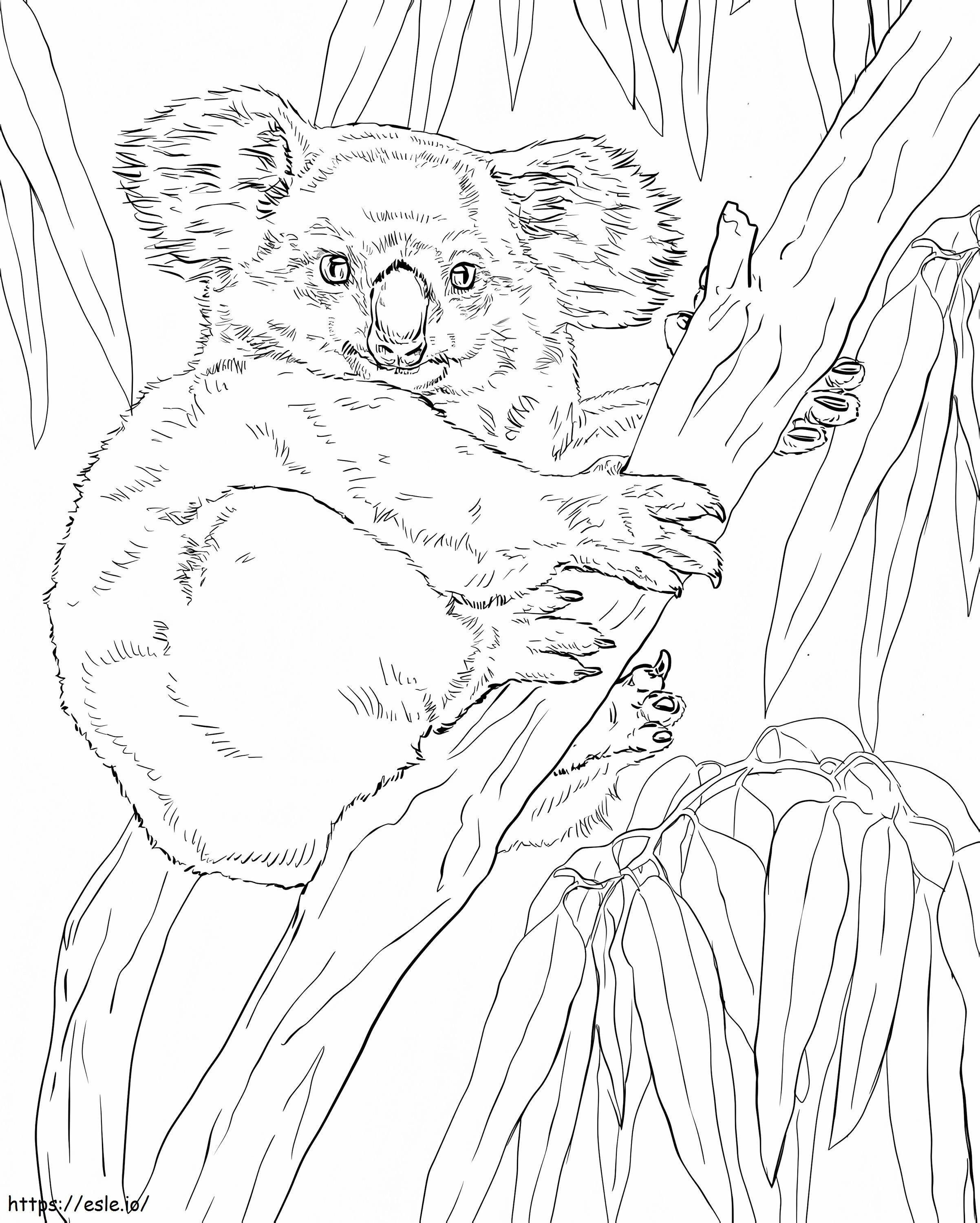 1594343669 Koala az eukaliptuszfán kifestő