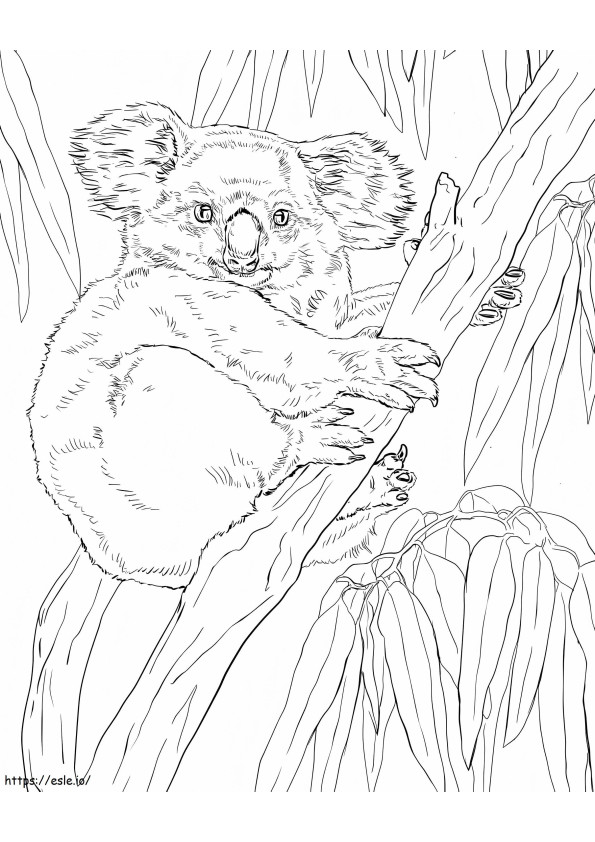 Coloriage 1594343669 Koala sur un eucalyptus à imprimer dessin