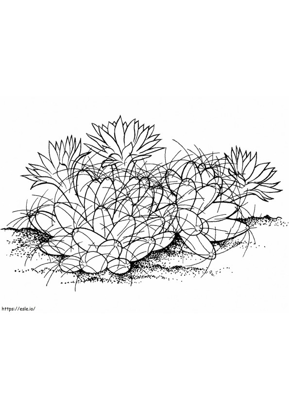 1595811087_Nipple Cactus