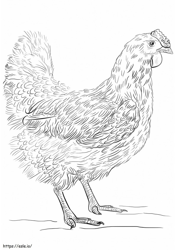 Realistic Hen coloring page