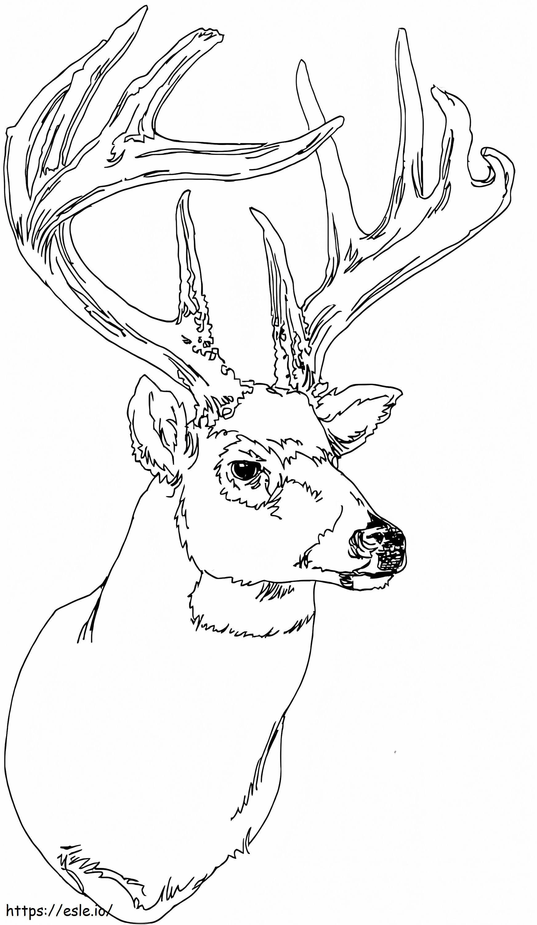 Deer Head coloring page