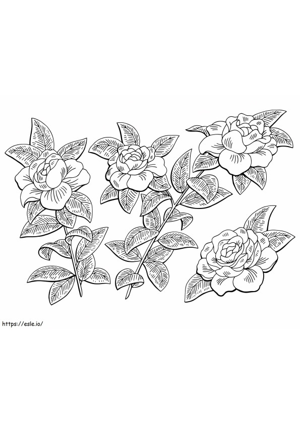 Gardenia Flower Branch coloring page