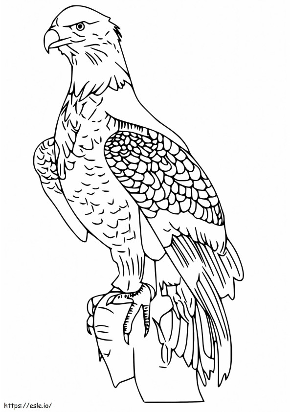 Falco pescatore realistico da colorare