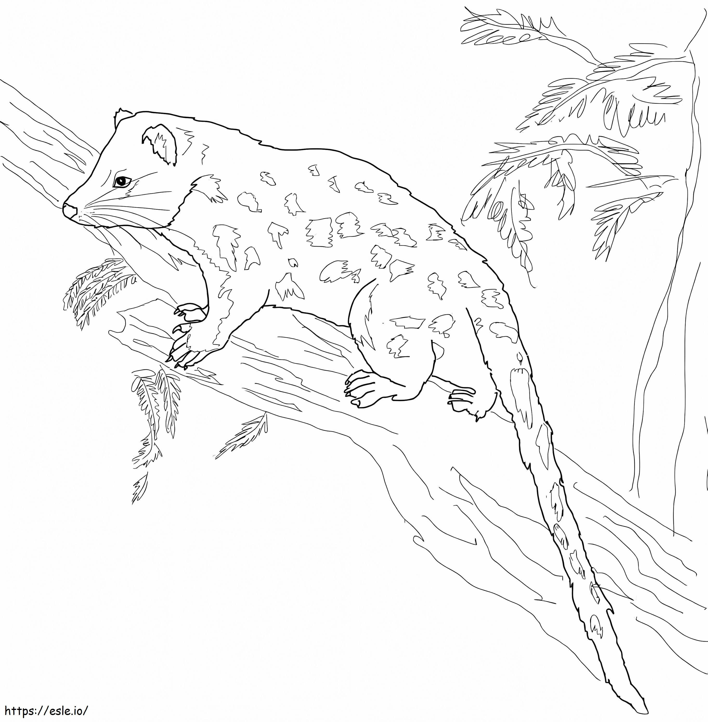 Spotted Tail Quoll coloring page