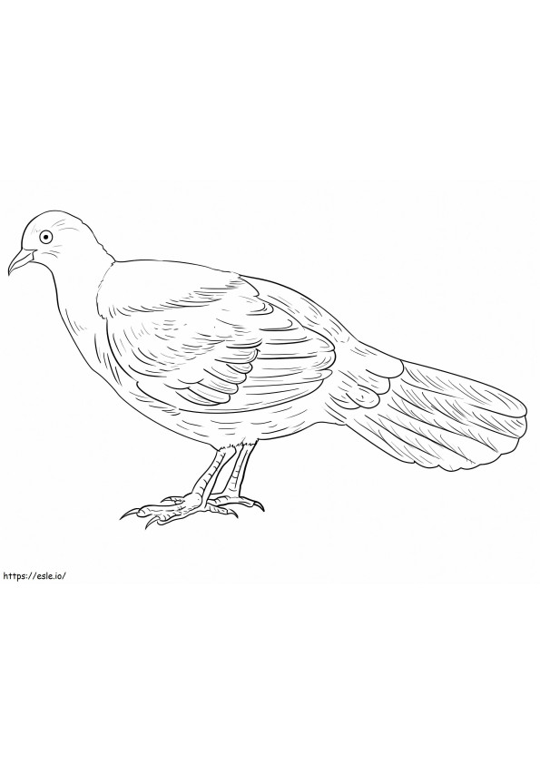 Pheasant Pigeon coloring page