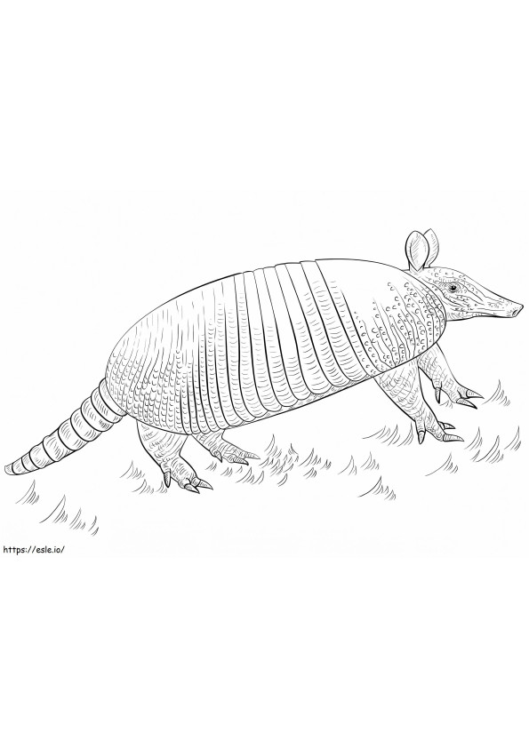 Free Nine Banded Armadillo coloring page